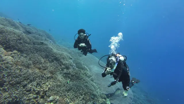 שני צוללנים שוחים מעל מדרון שונית אלמוגים במים כחולים